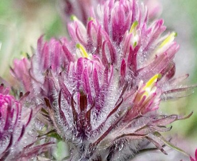 Castilleja hyperborea