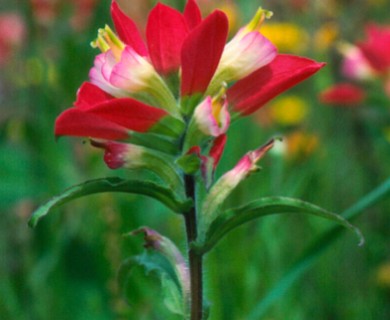 Castilleja indivisa