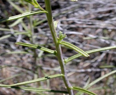 Castilleja linariifolia