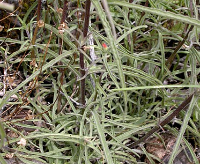 Castilleja miniata