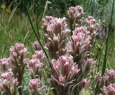 Castilleja pilosa