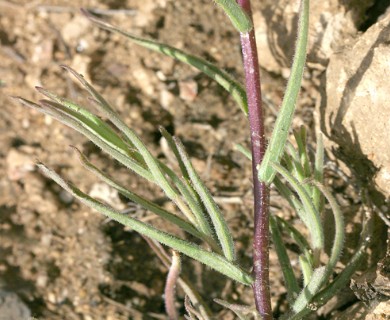 Castilleja subinclusa