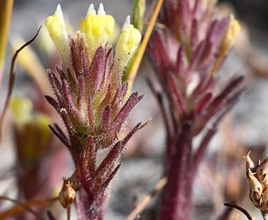 Castilleja victoriae