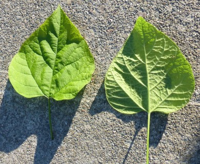 Catalpa speciosa