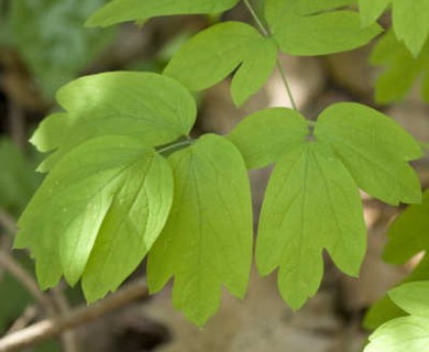 Caulophyllum thalictroides