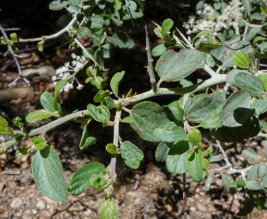 Ceanothus cordulatus