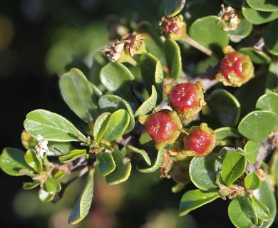 Ceanothus cuneatus