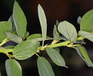 Ceanothus integerrimus