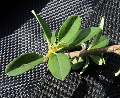 Ceanothus palmeri