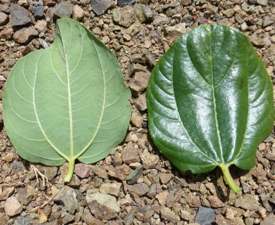 Ceanothus velutinus