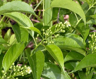 Celastrus scandens