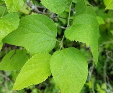 Celtis tenuifolia