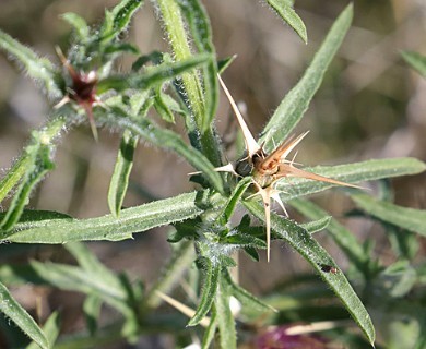 Centaurea calcitrapa