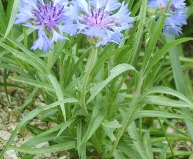 Centaurea cyanus