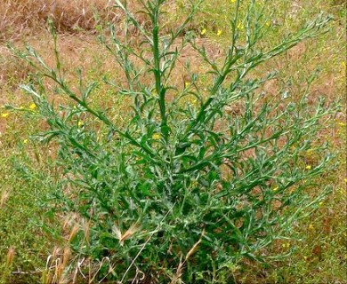 Centaurea melitensis