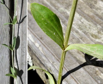 Centaurium erythraea