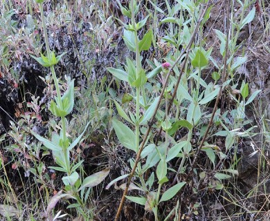 Centranthus ruber