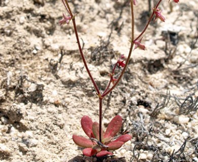 Centrostegia thurberi