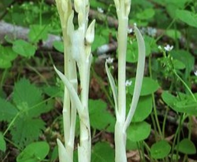 Cephalanthera austiniae