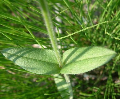 Cerastium fontanum