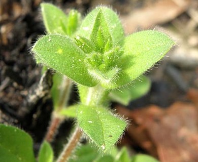 Cerastium glomeratum