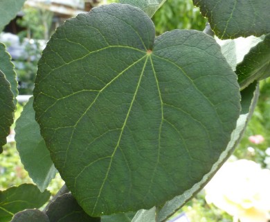 Cercidiphyllum japonicum