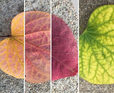 Cercis canadensis