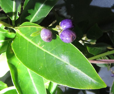 Cestrum diurnum
