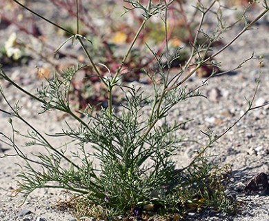 Chaenactis carphoclinia