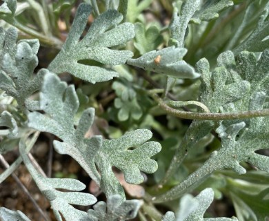 Chaenactis evermannii