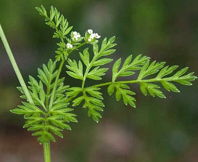 Chaerophyllum tainturieri