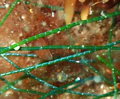 Chaetomorpha melagonium