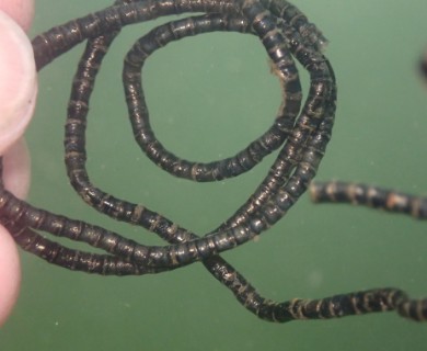 Chaetomorpha spiralis