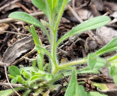 Chaetopappa bellidifolia