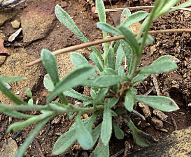 Chaetopappa bellioides