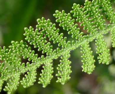 Chamaebatia australis