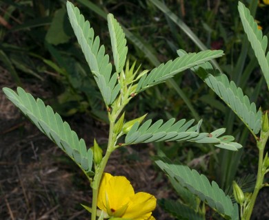 Chamaecrista fasciculata