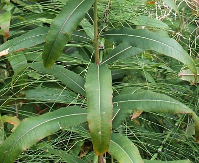 Chamaenerion angustifolium