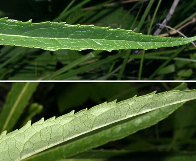 Chelone glabra