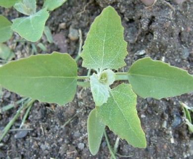 Chenopodium album