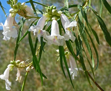 Chilopsis linearis