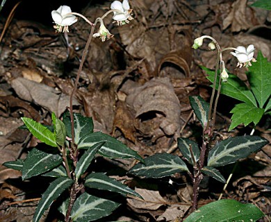 Chimaphila maculata