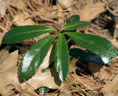 Chimaphila umbellata