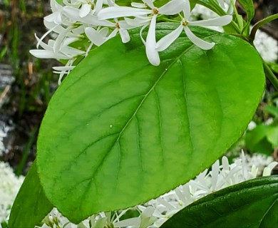 Chionanthus retusus