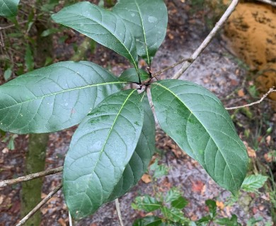 Chionanthus virginicus