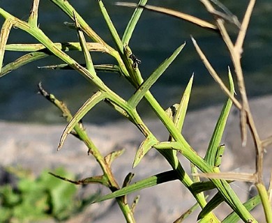 Chloracantha spinosissima
