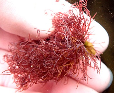 Chondria acrorhizophora