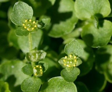 Chrysosplenium americanum