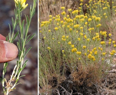 Chrysothamnus viscidiflorus