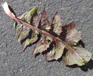 Cichorium intybus